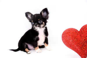 Birkin Doll  Extreme Short Muzzle Boy