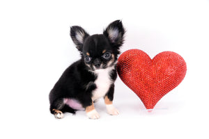 Birkin Doll  Extreme Short Muzzle Boy