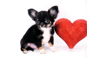 Birkin Doll  Extreme Short Muzzle Boy