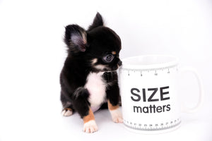 Birkin Doll  Extreme Short Muzzle Boy