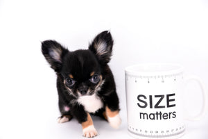 Birkin Doll  Extreme Short Muzzle Boy