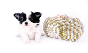 Latte SC Extreme Short Muzzle LC Boy