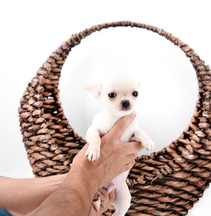Hermes Birkin Teacup Boy
