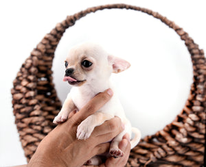 Hermes Birkin Teacup Boy