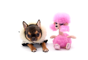 Hannah Micro Extreme Short Muzzle Girl