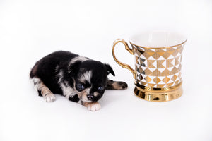 Diva Micro LC Girl