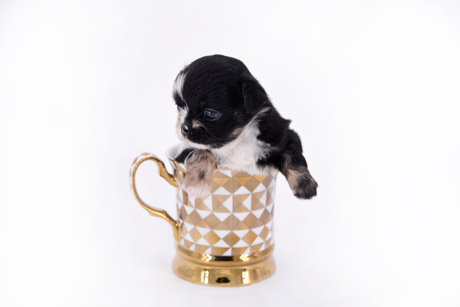 Diva Micro LC Girl