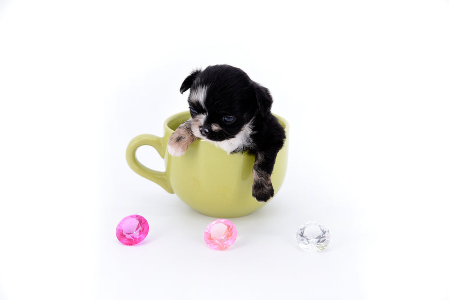 Diva Micro LC Girl