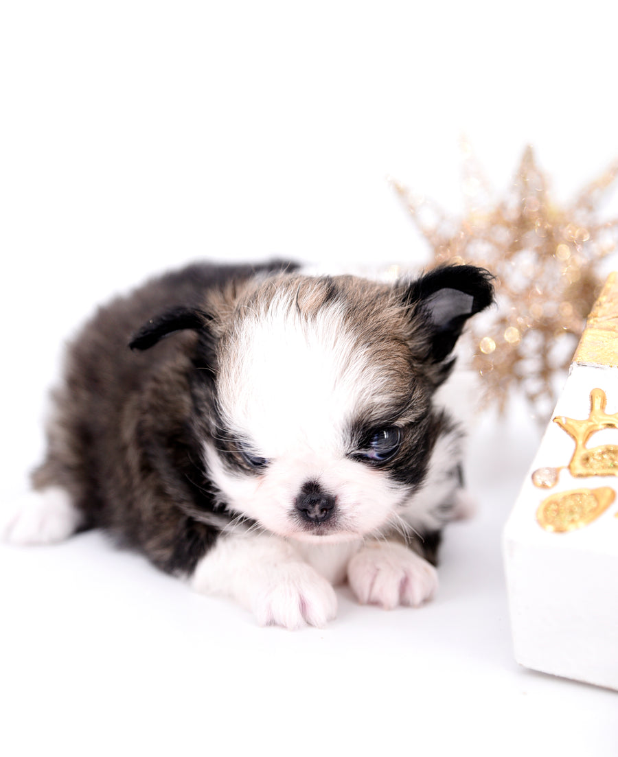Starbucks SC white sable Micro Boy