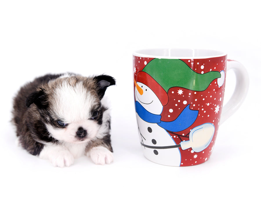 Starbucks SC white sable Micro Boy