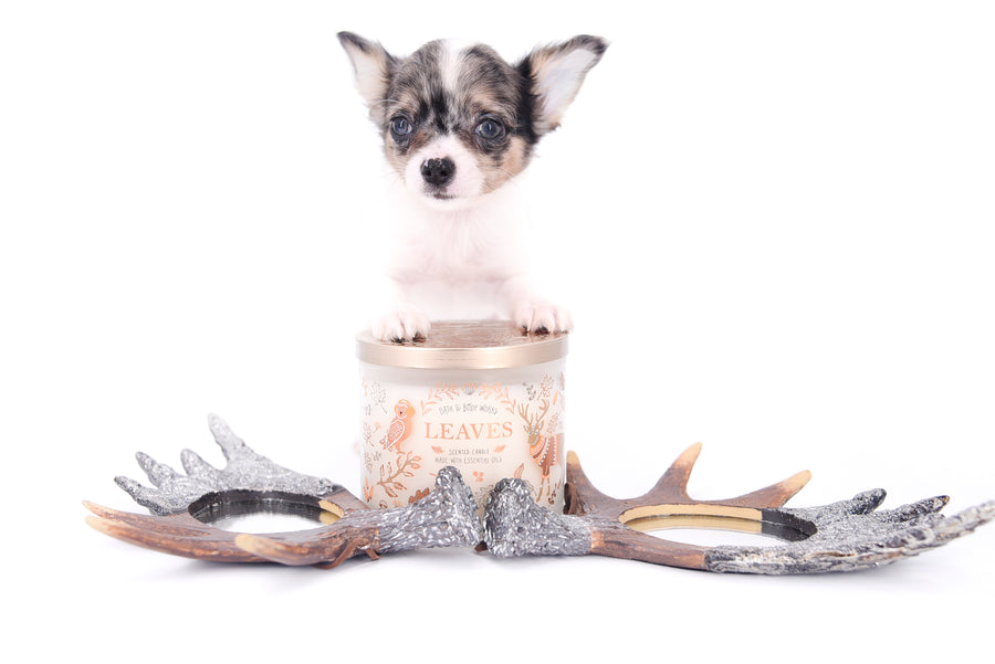 Marlon Micro Blue Merle Boy