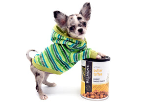 Venus Blue Merle Doll Face