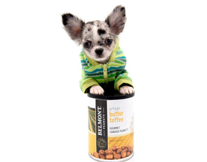 Venus Blue Merle Doll Face