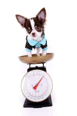 Romeo Tiny Micro Boy