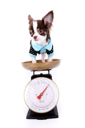 Romeo Tiny Micro Boy