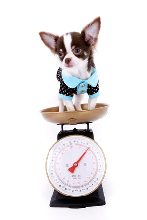 Romeo Tiny Micro Boy