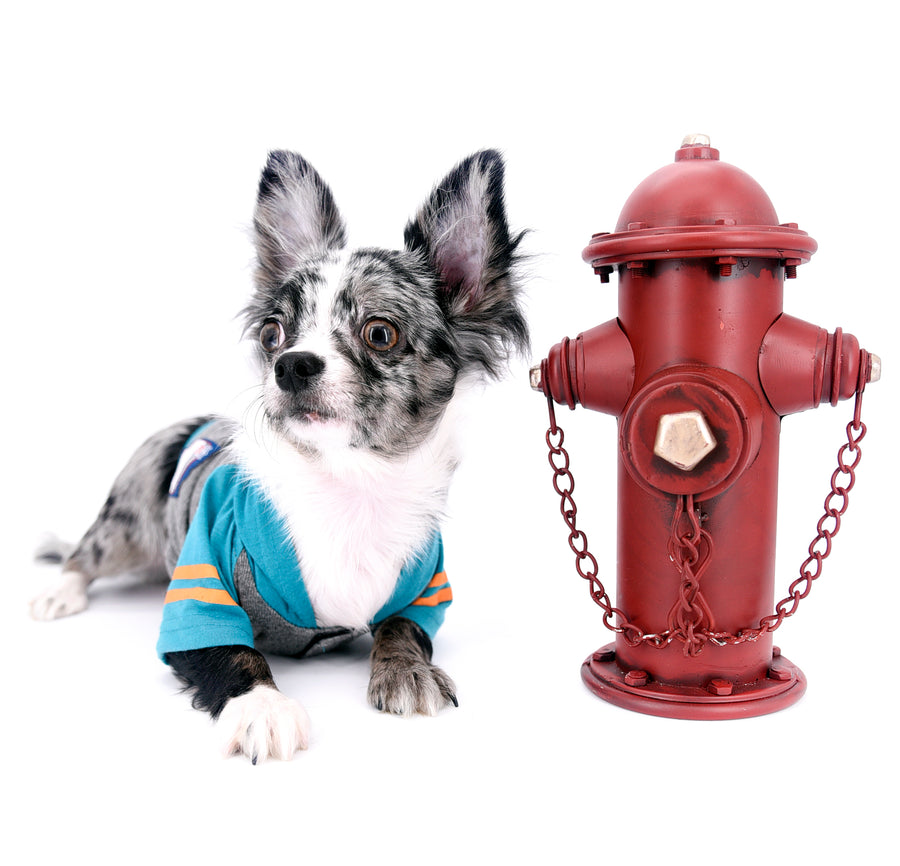Marly Blue Merle LC Teacup Boy