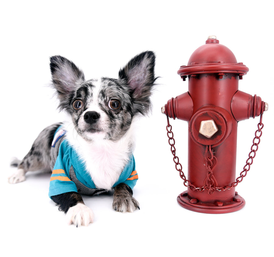 Marly Blue Merle LC Teacup Boy