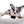 Marly Blue Merle LC Teacup Boy