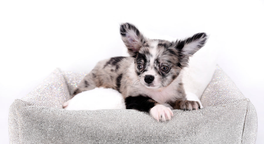 Marly Blue Merle LC Teacup Boy