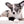 Marly Blue Merle LC Teacup Boy