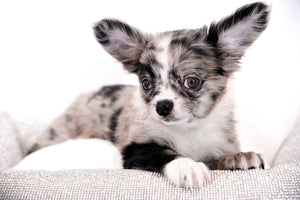 Marly Blue Merle LC Teacup Boy