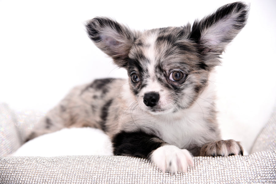 Marly Blue Merle LC Teacup Boy