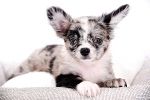 Marly Blue Merle LC Teacup Boy