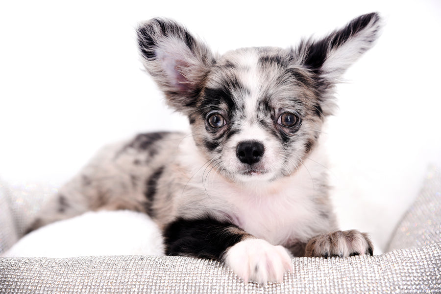 Marly Blue Merle LC Teacup Boy