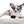 Marly Blue Merle LC Teacup Boy