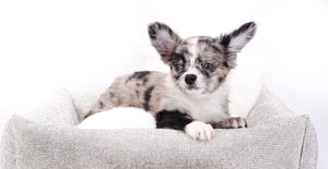 Marly Blue Merle LC Teacup Boy