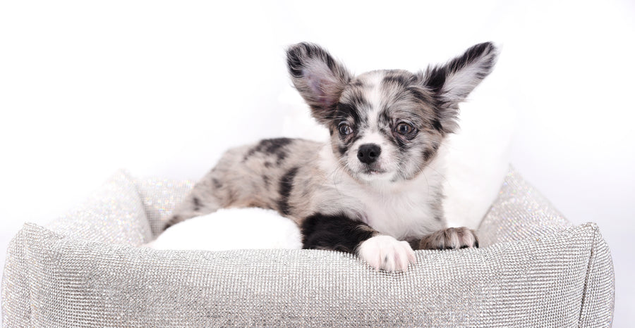Marly Blue Merle LC Teacup Boy
