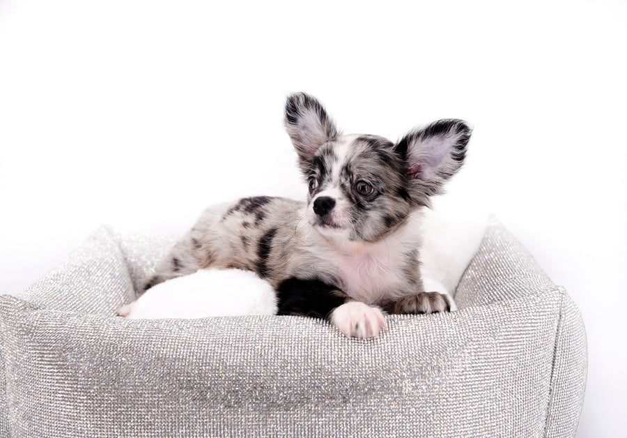 Marly Blue Merle LC Teacup Boy