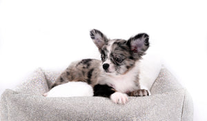Marly Blue Merle LC Teacup Boy
