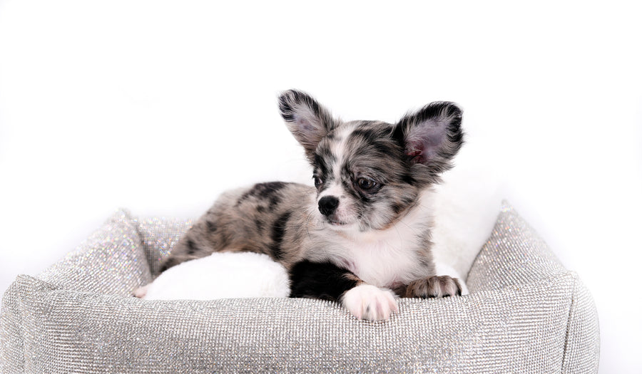 Marly Blue Merle LC Teacup Boy