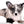 Marly Blue Merle LC Teacup Boy