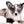 Marly Blue Merle LC Teacup Boy