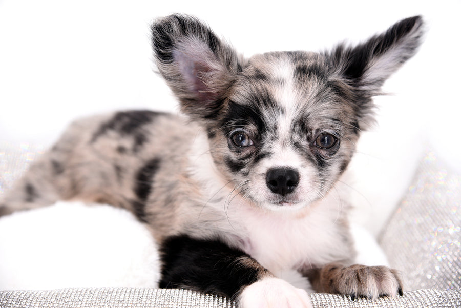 Marly Blue Merle LC Teacup Boy