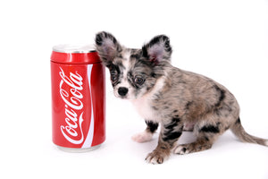 Marly Blue Merle LC Teacup Boy