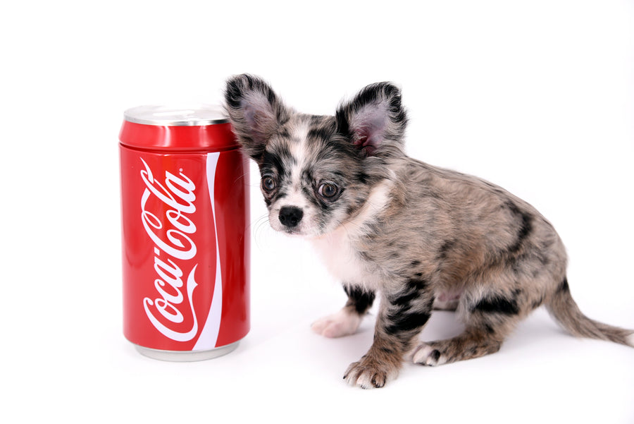 Marly Blue Merle LC Teacup Boy