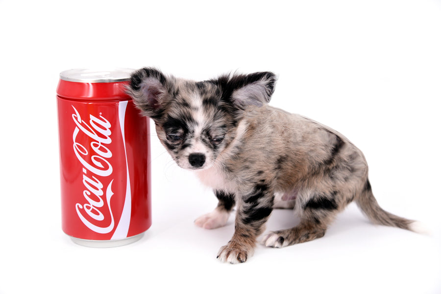 Marly Blue Merle LC Teacup Boy