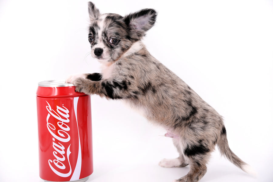 Marly Blue Merle LC Teacup Boy