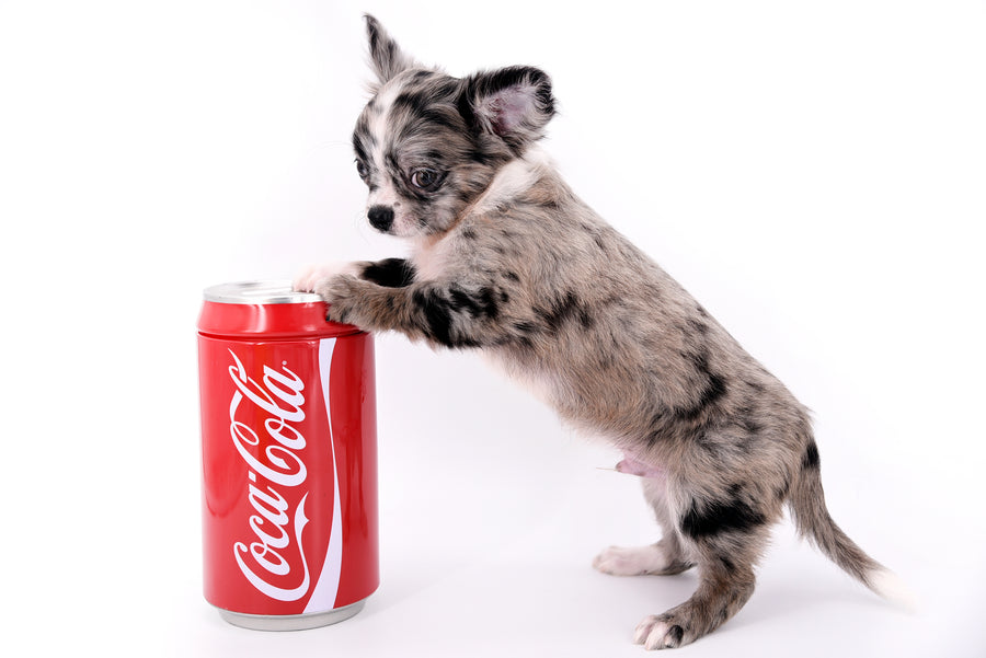 Marly Blue Merle LC Teacup Boy