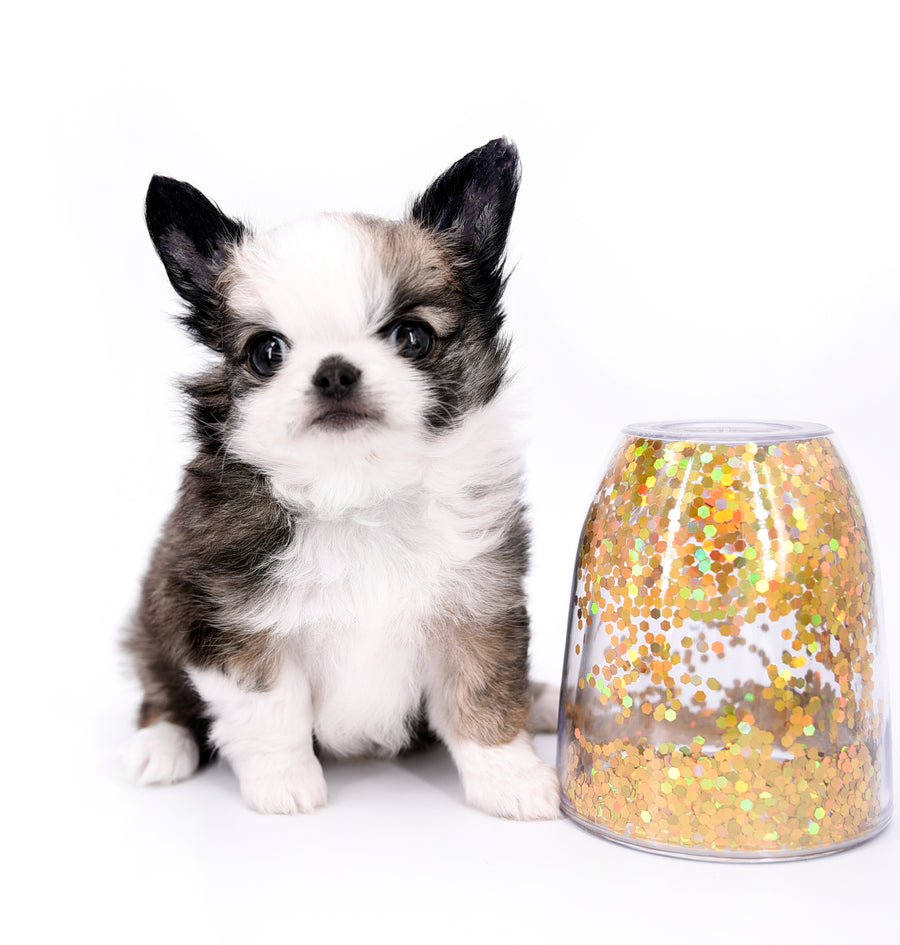 Starbucks SC white sable Micro Boy