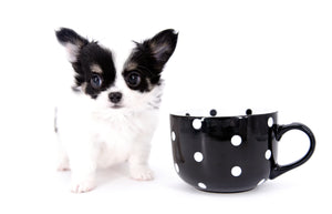 Latte SC Extreme Short Muzzle LC Boy