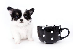 Latte SC Extreme Short Muzzle LC Boy