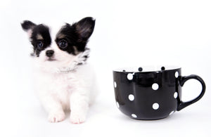 Latte SC Extreme Short Muzzle LC Boy