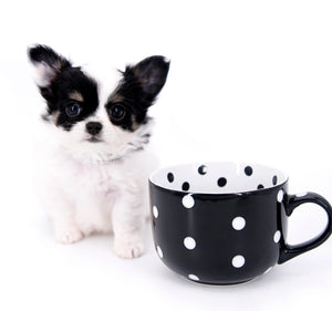 Latte SC Extreme Short Muzzle LC Boy