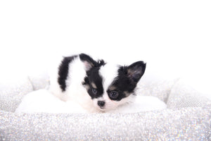 Latte SC Extreme Short Muzzle LC Boy