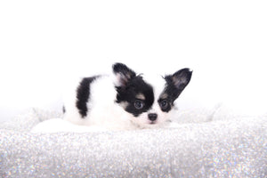 Latte SC Extreme Short Muzzle LC Boy